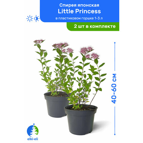    Little Princess ( ) 40-60     1-3 , ,   ,   2 ,   2990 