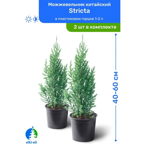    Stricta () 40-60     1,5-3 , ,   ,   2    -     , -, 