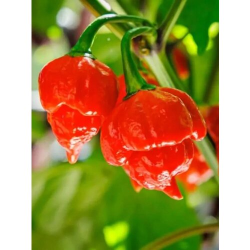     Trinidad scorpion red (  ), 5    -     , -, 