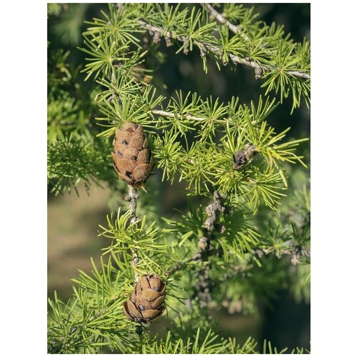     (Larix sibirica), 150    -     , -, 