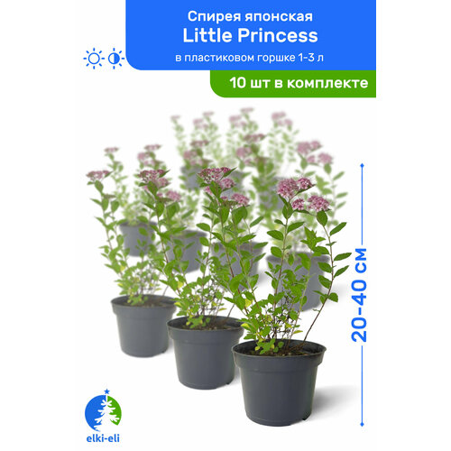    Little Princess ( ) 20-40     1-3 , ,   ,   10 ,   9950 
