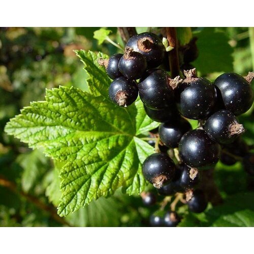    (. Ribes nigrum)  25   -     , -, 