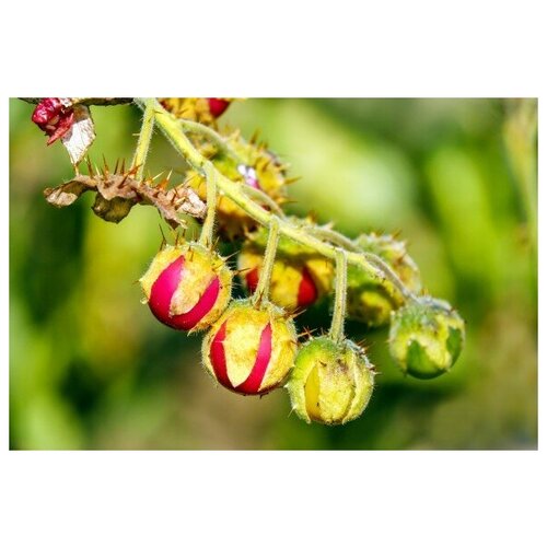    -   (. Solanum sisymbriifolium)  10   -     , -, 