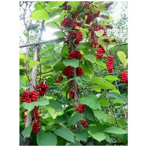     (Schisandra chinensis), 60    -     , -, 