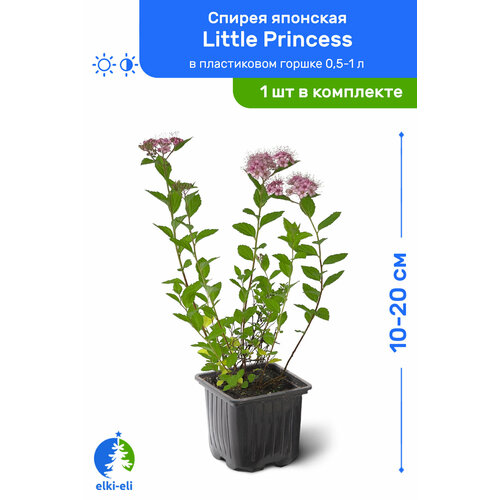    Little Princess ( ) 10-20     0,5-1 , ,      -     , -, 