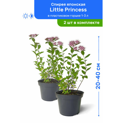    Little Princess ( ) 20-40     1-3 , ,   ,   2 ,   2390 