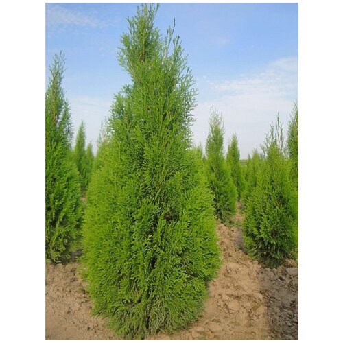      (Thuja occidentalis Smaragd), 30    -     , -, 