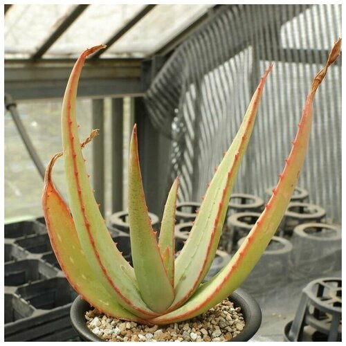    (Aloe ELEGANS),    -     , -, 