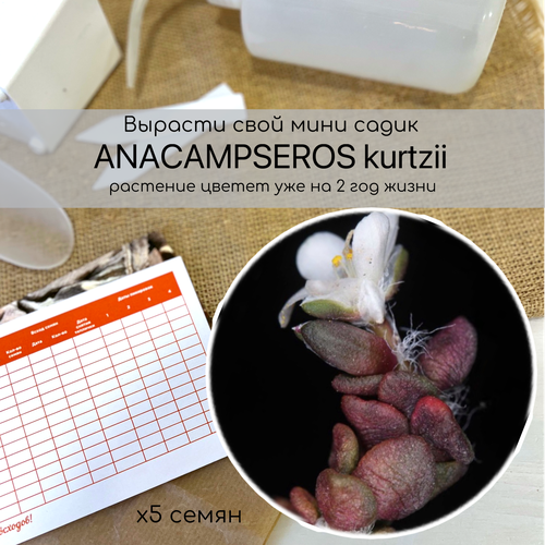   Anacampseros kurtzii    .        .   -     , -, 