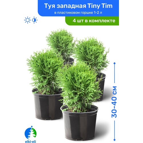    Tiny Tim ( ) 30-40     1-2 , ,   ,   4    -     , -, 