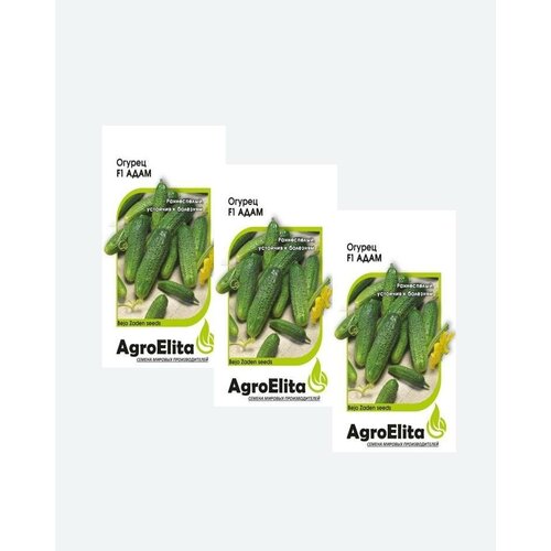     F1, 5, AgroElita, Bejo(3 )   -     , -, 