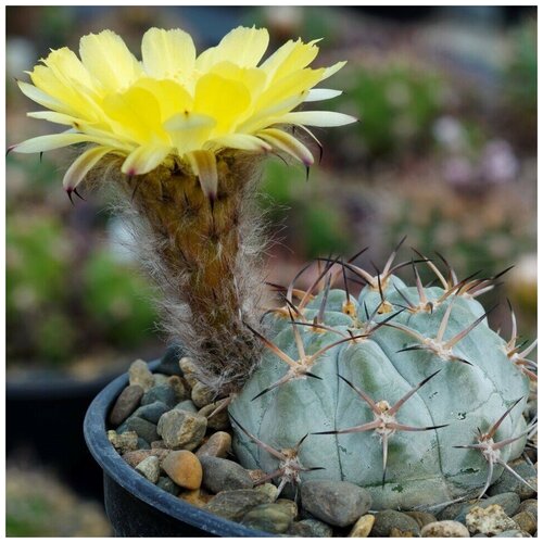      Acanthocalycium glaucum P-394 10 .   -     , -, 