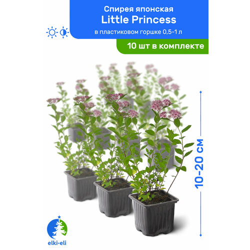    Little Princess ( ) 10-20     0,5-1 , ,   ,   10    -     , -, 