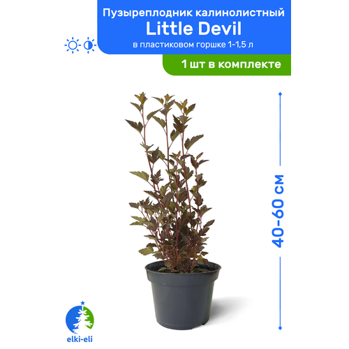    Little Devil ( ) 40-60     1-1,5 , ,   ,   1445 