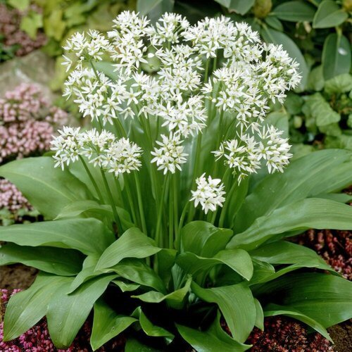   -  (. Allium ursinum)  35,   360 
