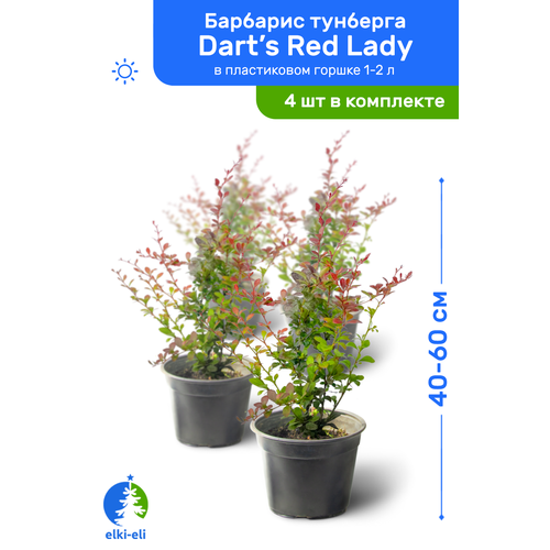    Dart's Red Lady (  ) 40-60     1-2 , ,   ,   4    -     , -, 