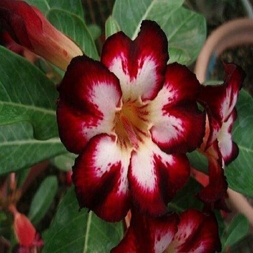  , Adenium Obesum Desert Super Star of Tomorrow, ,    -     , -, 