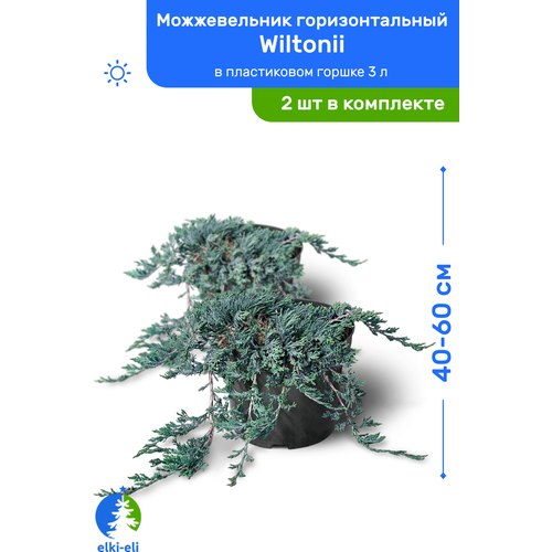    Wiltonii () 40-60     3 , ,   ,   2    -     , -, 