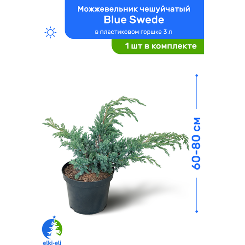    Blue Swede ( ) 60-80     3 , ,      -     , -, 
