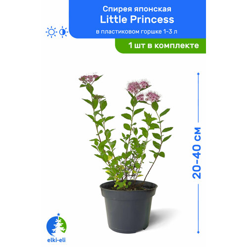    Little Princess ( ) 20-40     1-3 , ,      -     , -, 