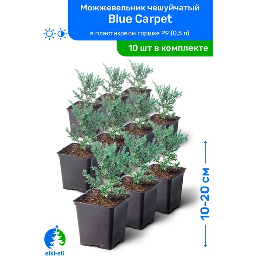    Blue Carpet ( ) 10-20     P9 (0,5 ), ,   ,   10 ,   8950 