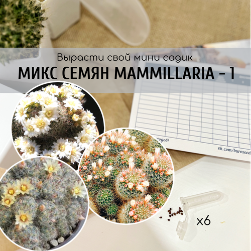       (: Mammillaria crinita v. Seideliana prolifera / zeilmanniana v albiflora )       -     , -, 