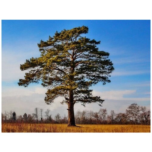    (. Pinus sylvestris)  50   -     , -, 