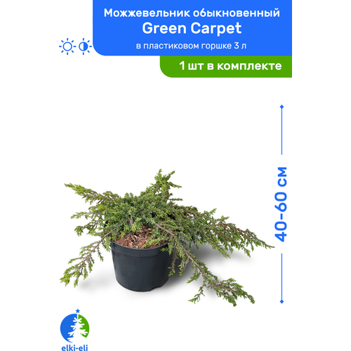    Green Carpet ( ) 40-60     3 , ,      -     , -, 