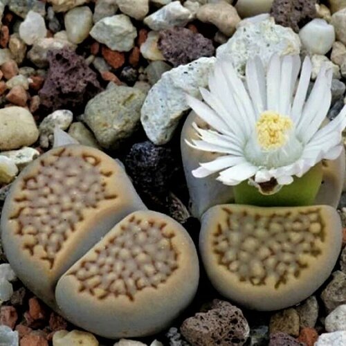     Lithops hallii mix 10 .   -     , -, 