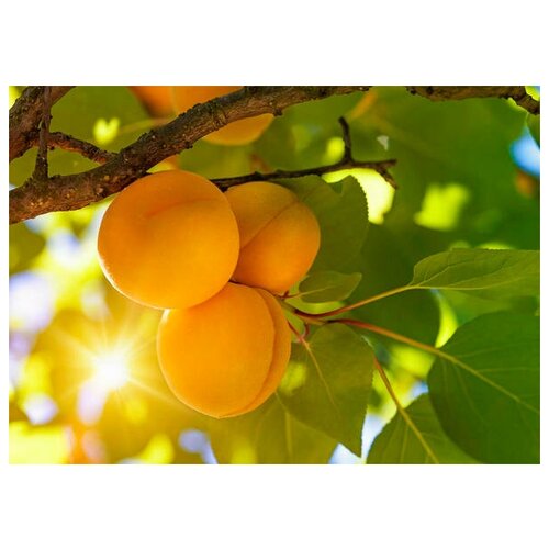  (. Prunus armeniaca)  3   -     , -, 