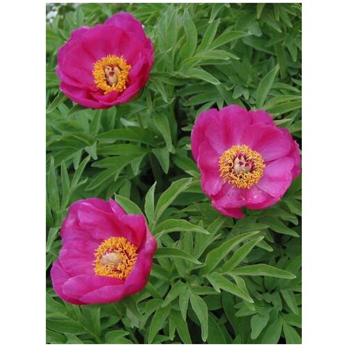     (Paeonia anomala), 15    -     , -, 