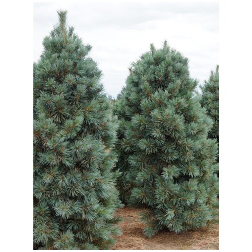     (Pinus koraiensis), 45    -     , -, 
