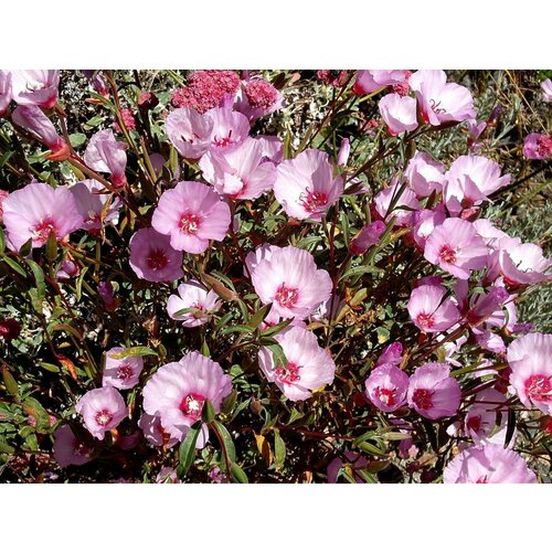     -  (. Clarkia unguiculata)  30   -     , -, 