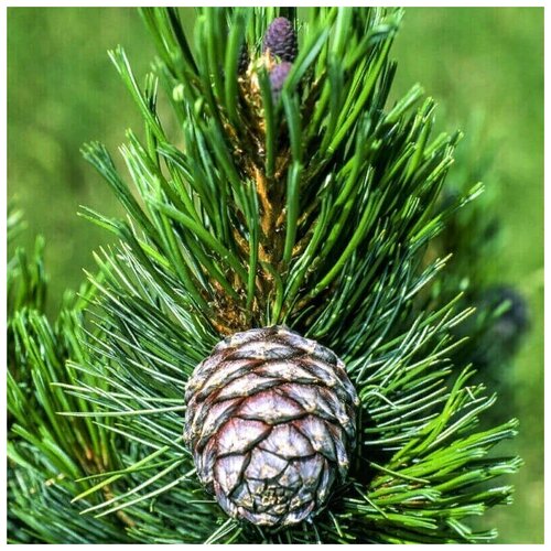     -   (. Pinus sibirica)  50   -     , -, 