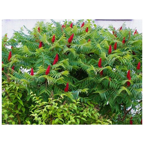    -  -   (. Rhus coriaria) -  35    -     , -, 