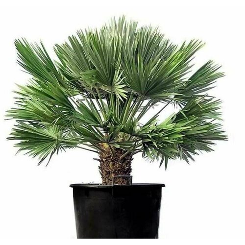     2024    ( ) / Chamaerops humilis +    -     , -, 