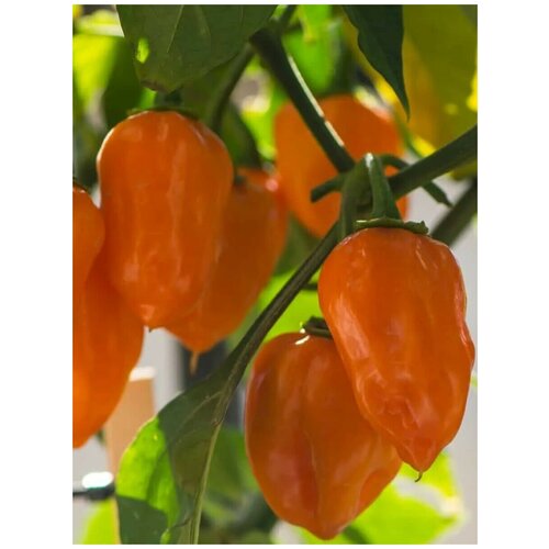     Habanero orange ( ), 5    -     , -, 
