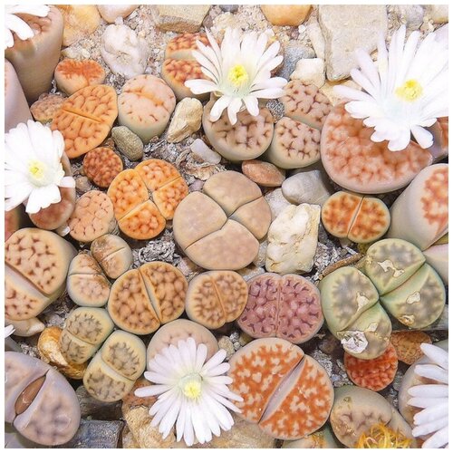      Lithops Karasmontana mix 10 .   -     , -, 