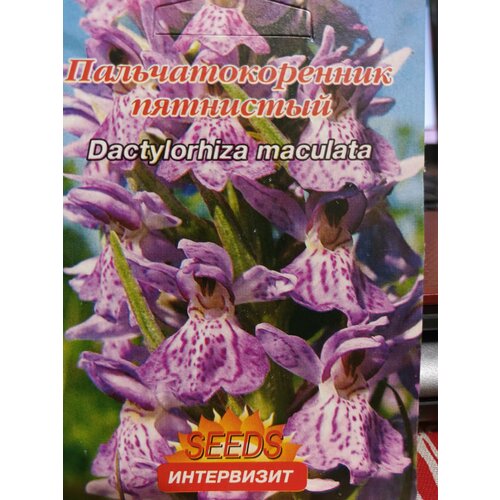    (Dactylorhiza maculata)   -     , -, 