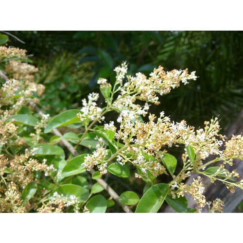    (. Ligustrum sinense)  10 ,   343 