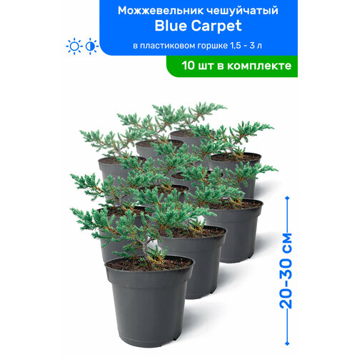    Blue Carpet ( ) 20-30     0,9-3 , ,   ,   10    -     , -, 
