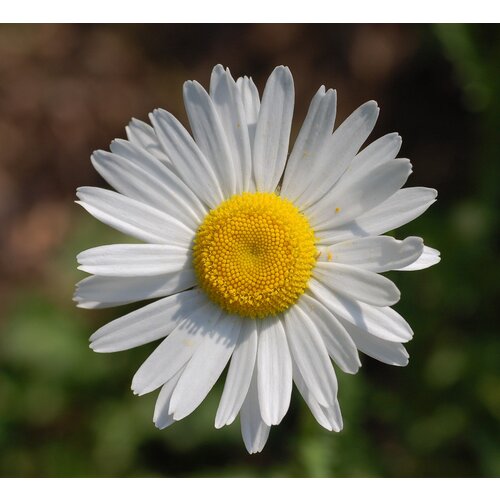    -   -  (. Leucanthemum vulgare)  50   -     , -, 