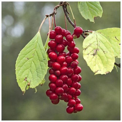    (. Schisandra)  20   -     , -, 