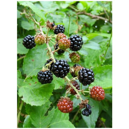     (Rubus vulgaris), 20    -     , -, 