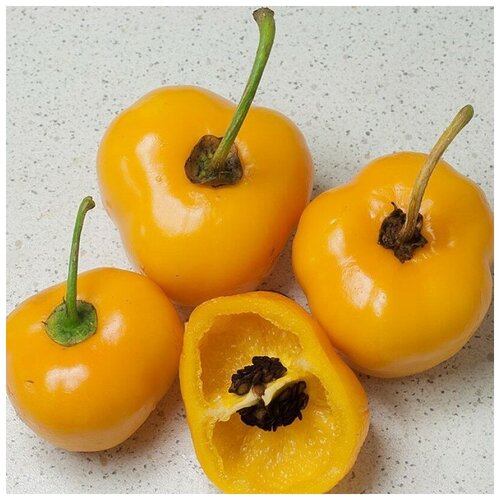      Rocoto yellow 5 .   -     , -, 