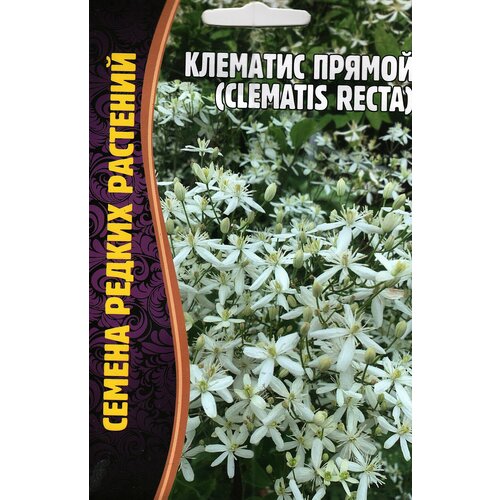    Clematis recta,  ( 1 : 5  )   -     , -, 