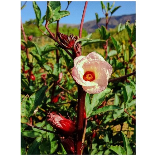     (Hibiscus sabdariffa), 5 ,   400 