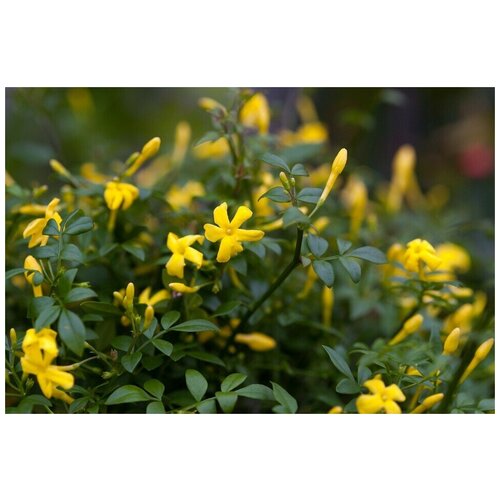    (. Jasminum fruticans)  25   -     , -, 