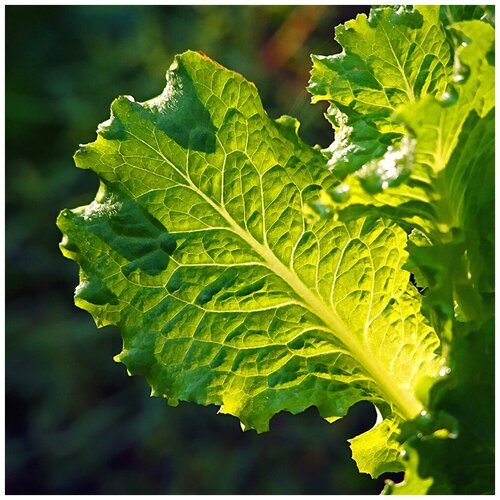    (. Lactuca sativa)  55   -     , -, 