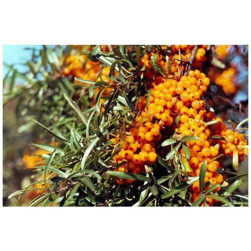    (. Hippophae rhamnoides)  75   -     , -, 